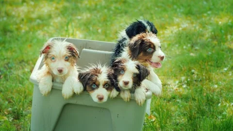 A group of six adorable australian shepherd puppies, with wet fur and spark.. Vidéo 334511086