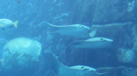 A group of skate fish Stock Footage 52349371
