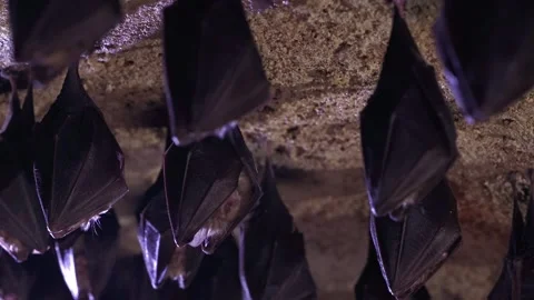 Group of sleeping horseshoe bat covered by wings hibernating upside down in cave Stock Footage 321892967