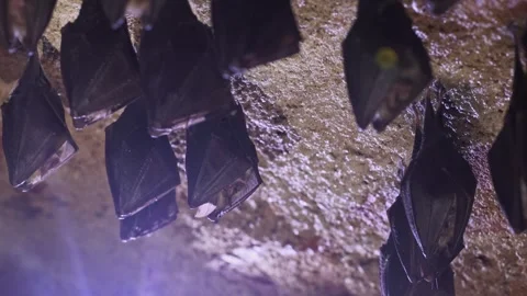 Group of sleeping horseshoe bat covered by wings hibernating upside down in cave Stock Footage 321897034