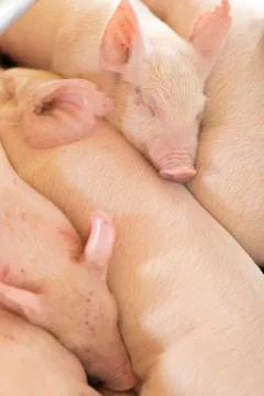 A Group of Sleepy Piglets Stock Photos