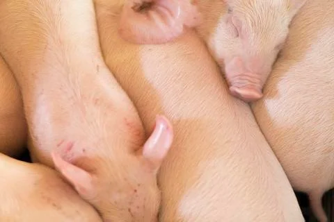 A Group of Sleepy Piglets Stock Photos