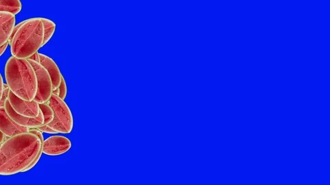 Group of sliced melons animation transition on blue screen chroma key Stock Footage 123468972