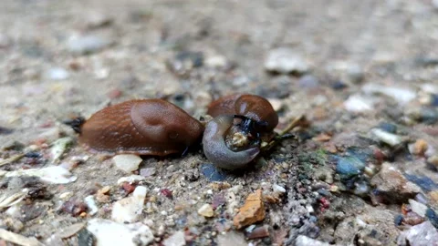 Group of slugs eats another slug Stock Footage 230036206