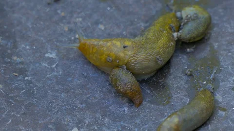 A group of slugs is spreading in different directions Stock Footage 123587227