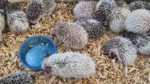 A group of small African pygmy hedgehogs resting and eating in a cage with .. 動画素材 341324472
