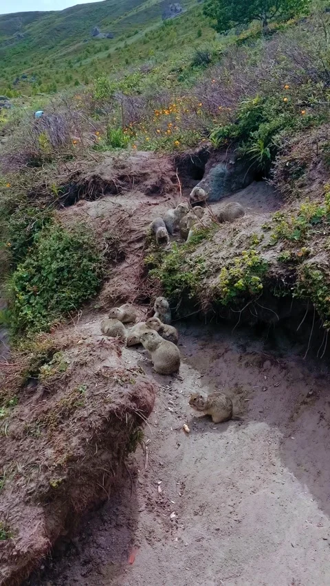 A group of small animals is seen resting in a sandy area at a mountain nature Video stock 312818194