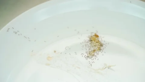Group of small ants crawling and collecting food Stock Footage 119693911