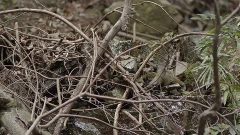 Group of small birds bathing in a small stream. Stock Footage 155953519