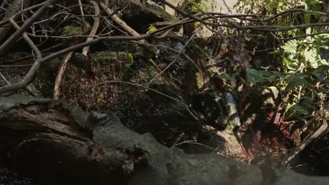 Group of small birds bathing in a small stream. Stock Footage 163145251