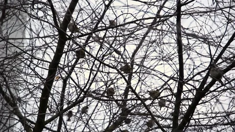 Group of small birds perching on intricate network of bare tree branches against Stock Footage 325296752
