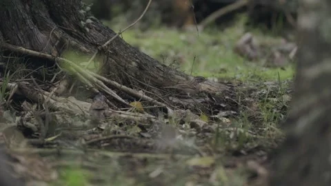 Group of small birds scratching the ground on a dark forest next to a big root. Stock Footage 248330698