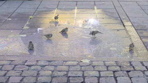 Group of small birds taking a bath in city puddle in slowmotion Stock Footage 264163442