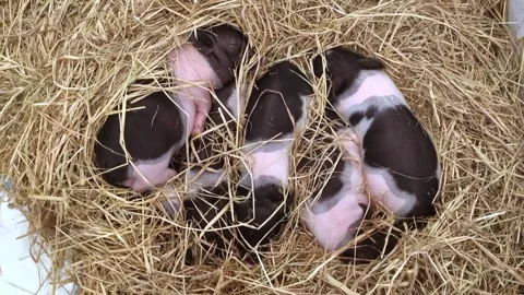 Group of small black and pink spotted piglets sleeping huddled together in .. Stock Footage 344029683
