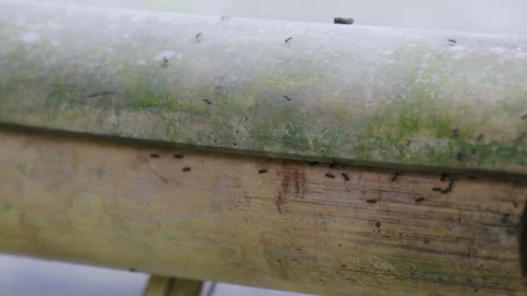 A group of small black ants are walking on dry bamboo stalks Stock Footage 236079801