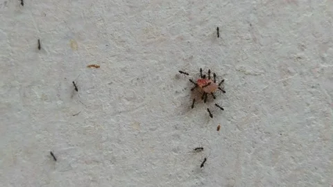 Group of small black ants Stock Footage 133130917