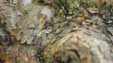 A group of small black ants walking on a tree trunk. Close-up, real time, tracki Stock Footage 101024486