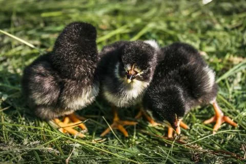 Group of small black chicks. Stock Photos