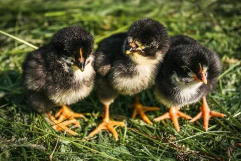 Group of small black chicks. Foto stock