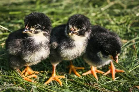 Group of small black chicks. Stock Photos