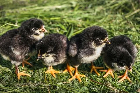 Group of small black chicks. Stock Photos
