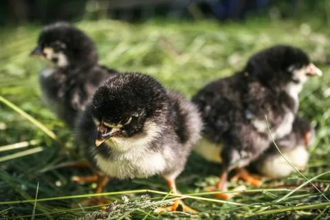 Group of small black chicks. Stock Photos