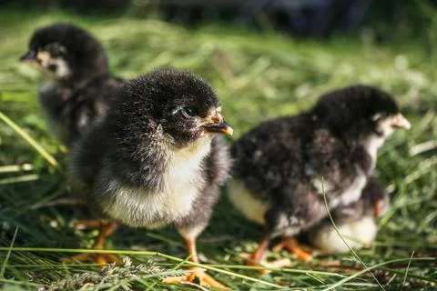 Group of small black chicks. Stock Photos