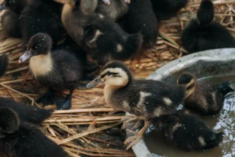 Group of Small Black Ducklings Inside Woven Bamboo Pen Stock Photos