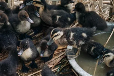 Group of Small Black Ducklings Inside Woven Bamboo Pen Stock-Fotos