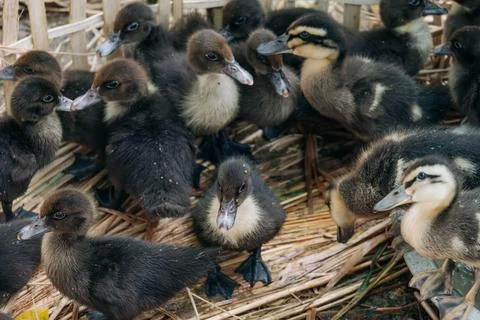 Group of Small Black Ducklings Inside Woven Bamboo Pen Stock Photos