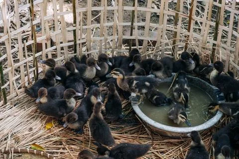 Group of Small Black Ducklings Inside Woven Bamboo Pen Foto stock