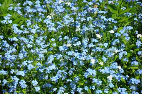 Group of small blue spring flowers Stock Photos