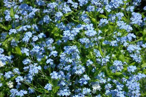 Group of small blue spring flowers Stock Photos