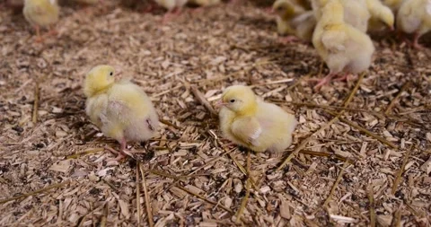 A group of small broiler chickens at a poultry farm, chickens in yellow down Stock-Footage 314452316