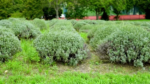 Group of small bushes on the meadow, close up Stock-Footage 208859643
