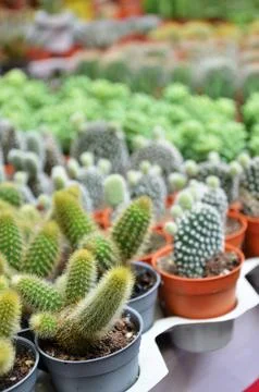 Group of small cactus in the pot Stock Photos