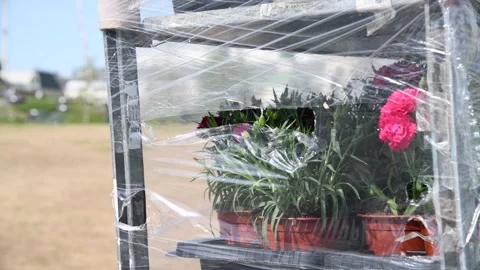 Group of small carnation seedlings Stock Footage 274216058