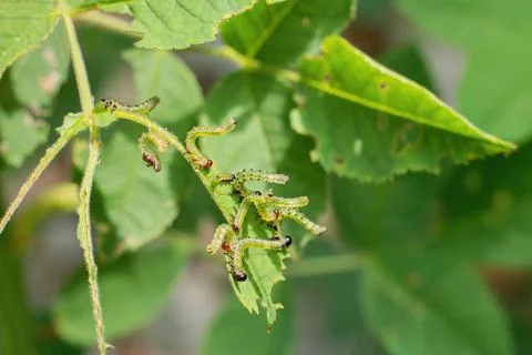 Group of small caterpillars damaging rose flower leaves in the garden. Stock Photos