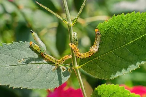 Group of small caterpillars damaging rose flower leaves in the garden. Stock Photos