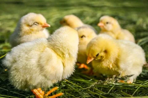 Group of small chickens. Stock Photos
