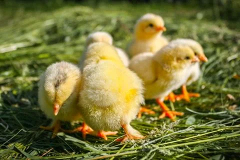 Group of small chickens. Stock Photos