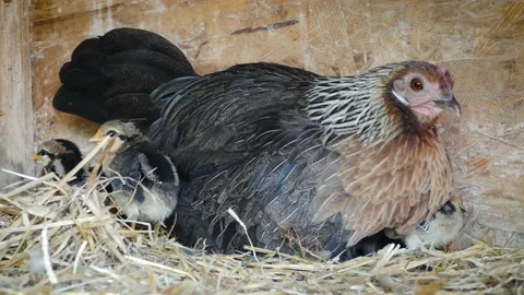 A group of small chicks walks in the henhouse. Close up of few days old chickens Stock-Footage 135080888