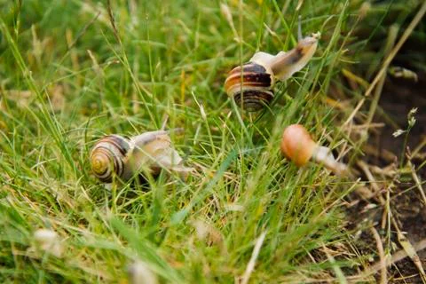 A group of small coloured snails crawl across the lush green grass Stock Photos