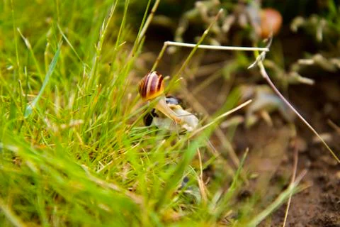 A group of small coloured snails crawl across the lush green grass Stock Photos