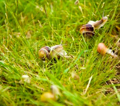 A group of small coloured snails crawl across the lush green grass Stock Photos