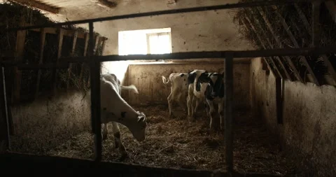 Group of small cows looking out from the stalls on a dairy farm. Stock Footage 264769542