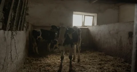 Group of small cows looking out from the stalls on a dairy farm. Stock Footage 264769628