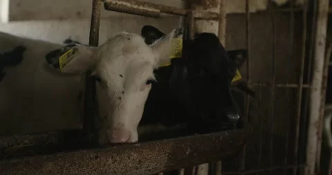Group of small cows looking out from the stalls on a dairy farm. Stock Footage 264769647