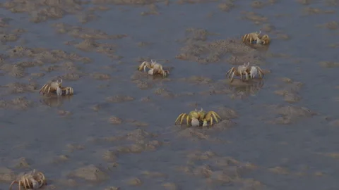 Group of small crabs walking sideways on a muddy shoreline, Socotra island Видео 335221109