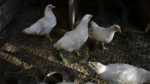 A group of small cute chicks walks in the henhouse Stock Footage 70320580